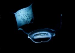 Mantas at night. Kona. Not a composite. 10.5mm wide angle by Andy Lerner 